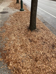 Quercus phellos