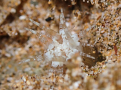 Andvakia discipulorum