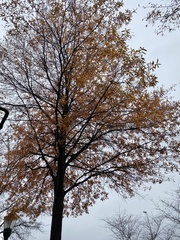 Quercus phellos