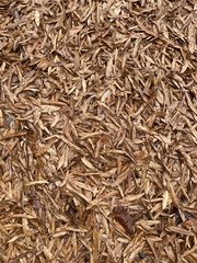 Quercus phellos