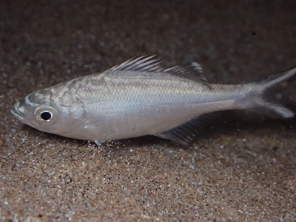 Reticulated Flagtail (Wildlife of the United States - Fish Pt.2 ...