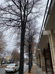 Quercus phellos