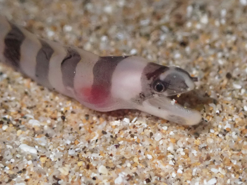 クラカケウツボ