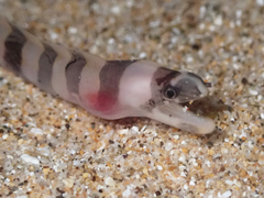 Gymnothorax gracilicauda