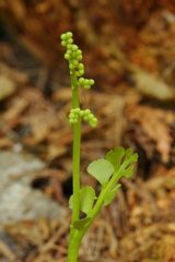 Botrychium crenulatum