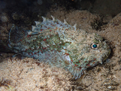 Sebastapistes ballieui