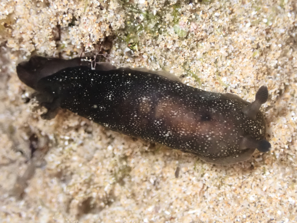 White-spotted Sucking Dorid