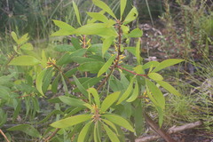 Persoonia levis