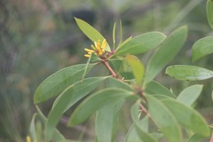 Persoonia levis