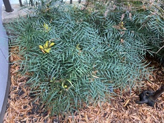 Berberis eurybracteata