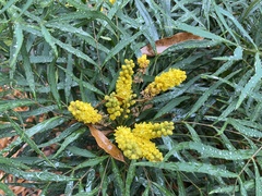 Berberis eurybracteata