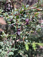 Leptospermum glaucescens