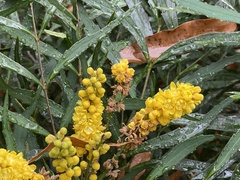 Berberis eurybracteata