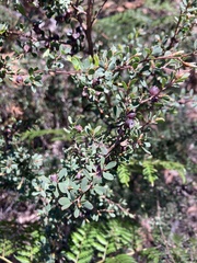 Leptospermum glaucescens