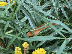 Berberis eurybracteata