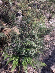 Leptospermum glaucescens