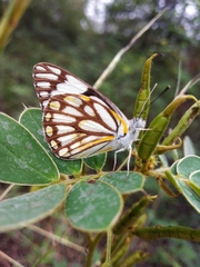 Belenois aurota