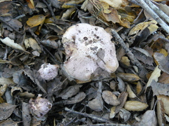 Inosperma adaequatum