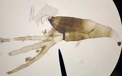 Laboulbenia polyphaga