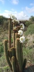 Trichocereus spachianus