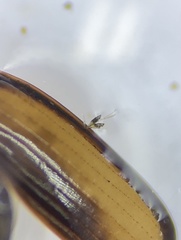 Laboulbenia polyphaga