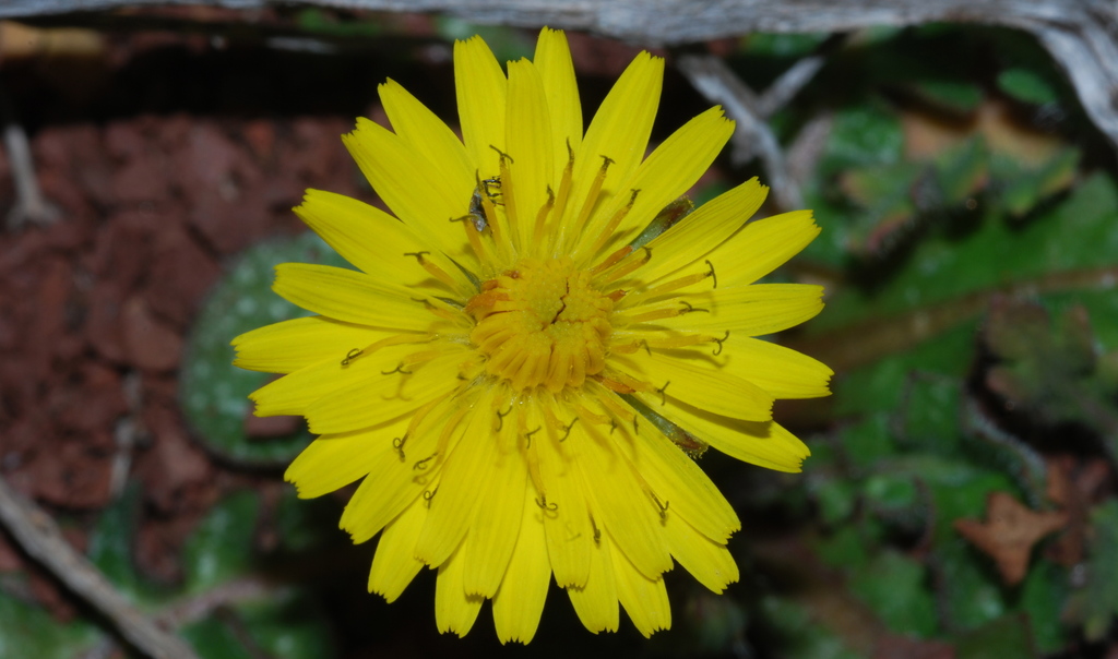 Sacred Hawksbeard