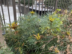 Berberis eurybracteata