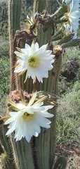 Trichocereus spachianus