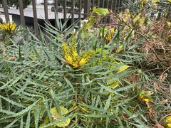 Berberis eurybracteata