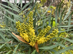 Berberis eurybracteata