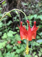 Aquilegia eximia