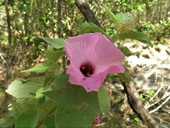 Hibiscus menzeliae