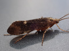 Limnephilus sparsus