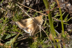 Heliothis scutuligera