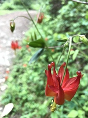 Aquilegia eximia