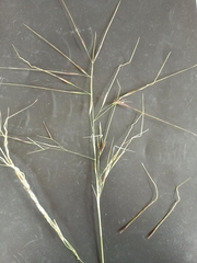 Austrostipa pubescens