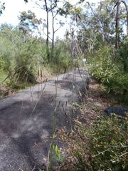 Austrostipa pubescens