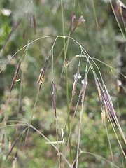 Austrostipa pubescens