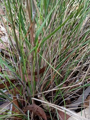 Austrostipa pubescens