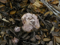 Inosperma adaequatum
