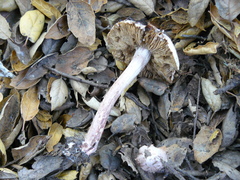 Inosperma adaequatum