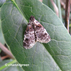 Salma ridiculalis