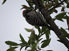 Dryobates scalaris