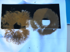 Inosperma adaequatum