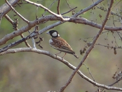 Eremopterix leucotis