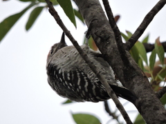 Dryobates scalaris