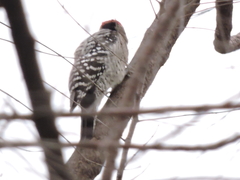 Dryobates scalaris