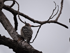 Dryobates scalaris