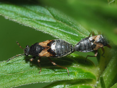 Acompus rufipes