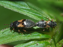 Acompus rufipes